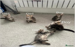Mixed Breed cats for sale: Kittens available (3 girls & 1 boy) - Image 4