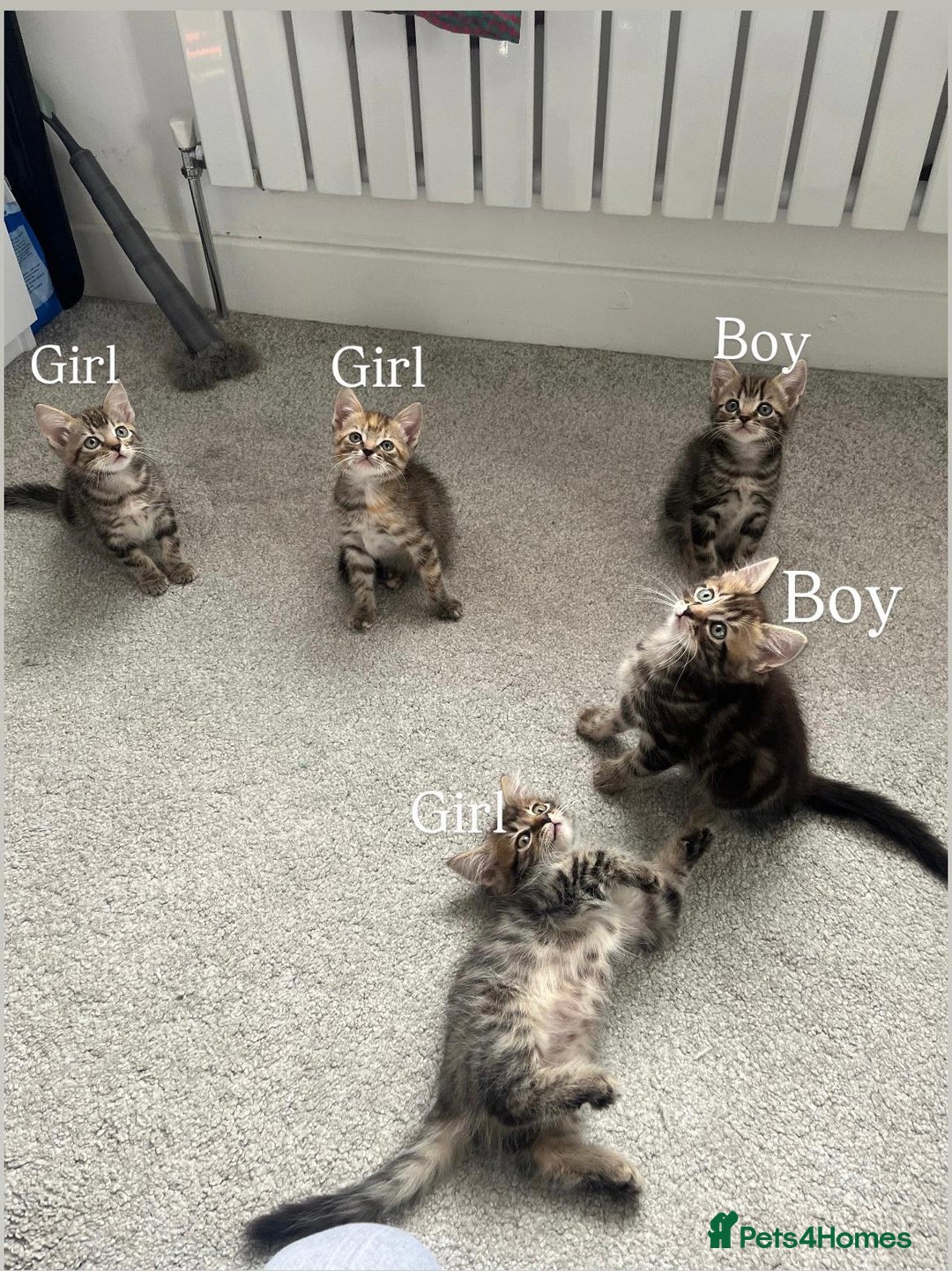 Mixed Breed cats for sale: Kittens available (3 girls & 1 boy) - Image 4