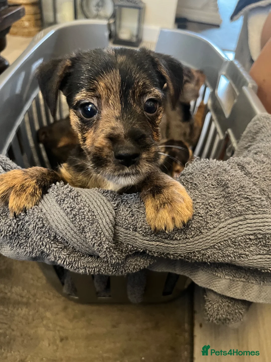 Jack Russell dogs for sale: Jack Russell pups for dale - Advert 2