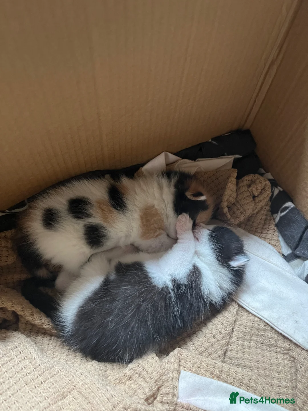 Mixed Breed cats for sale: Mixed breed quarter Russian blue  - Advert 4