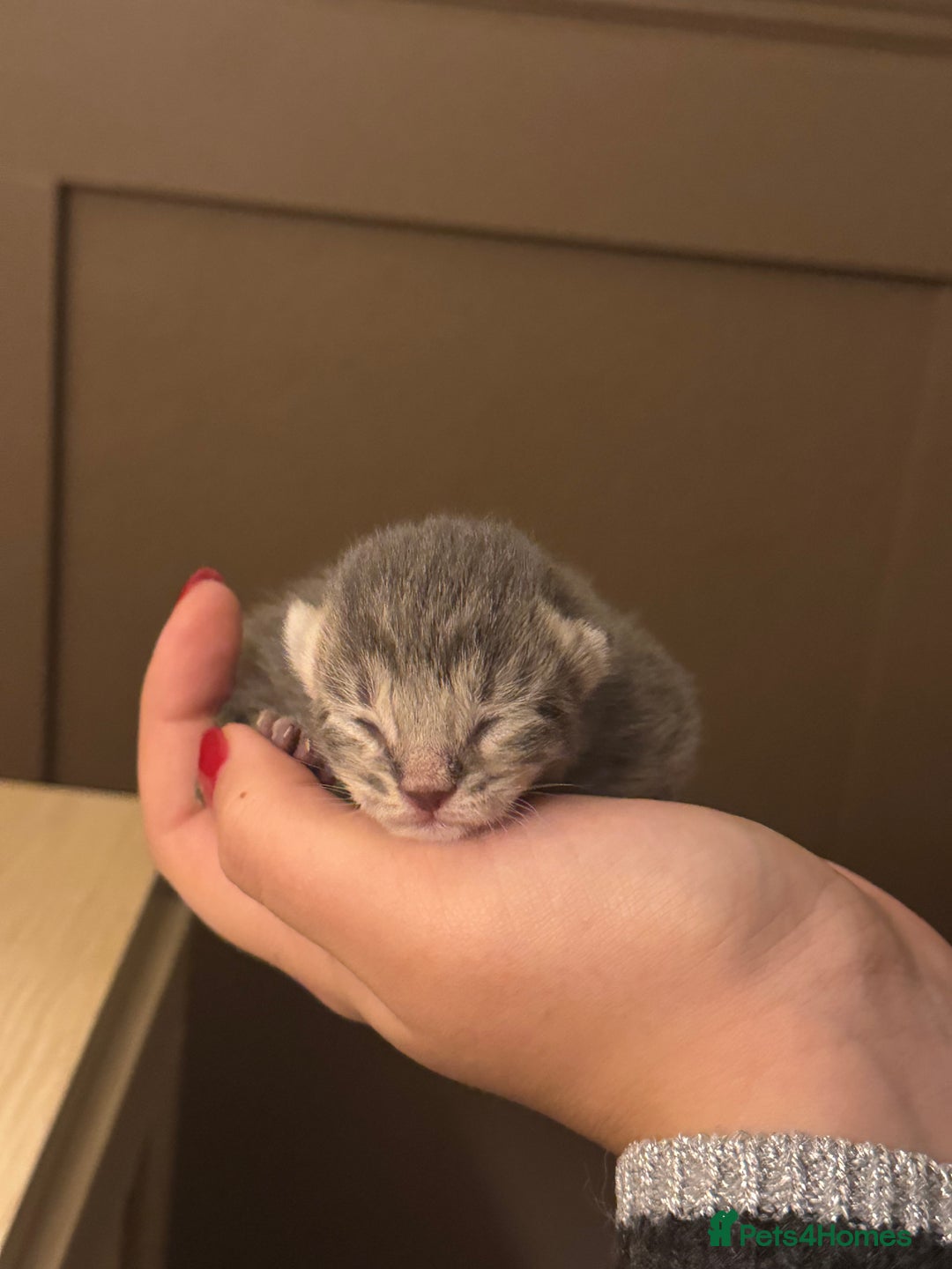 Mixed Breed cats for sale: Adorable Kittens Looking for Loving Homes 🐾 - Advert 9