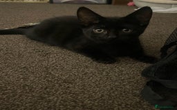 Bombay cats for sale: Kittens Looking for their new home - Image 3