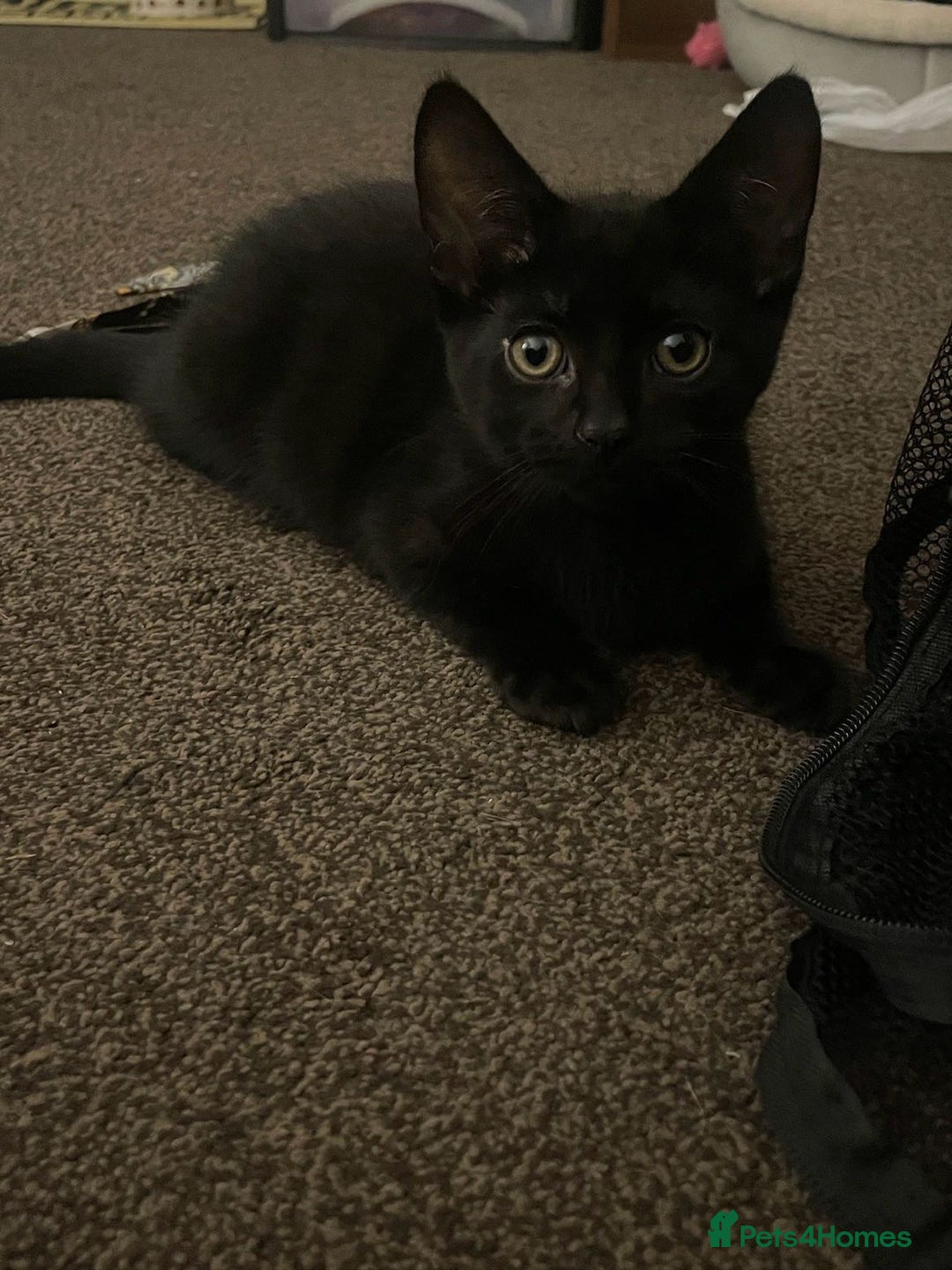 Bombay cats for sale: Kittens Looking for their new home - Image 3