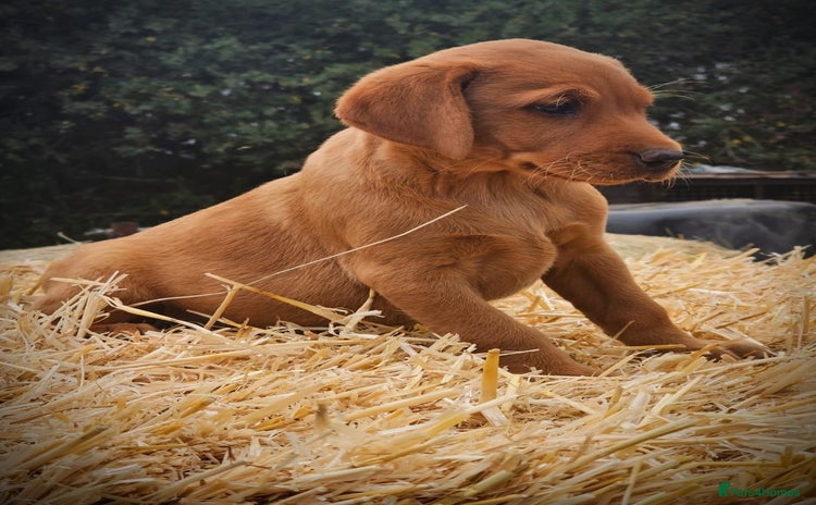 Labrador Retriever dogs - Advert 1
