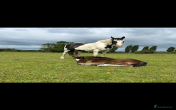Friesian horses for sale: Gorgeous Friesian x Irish Draft  - Image 7