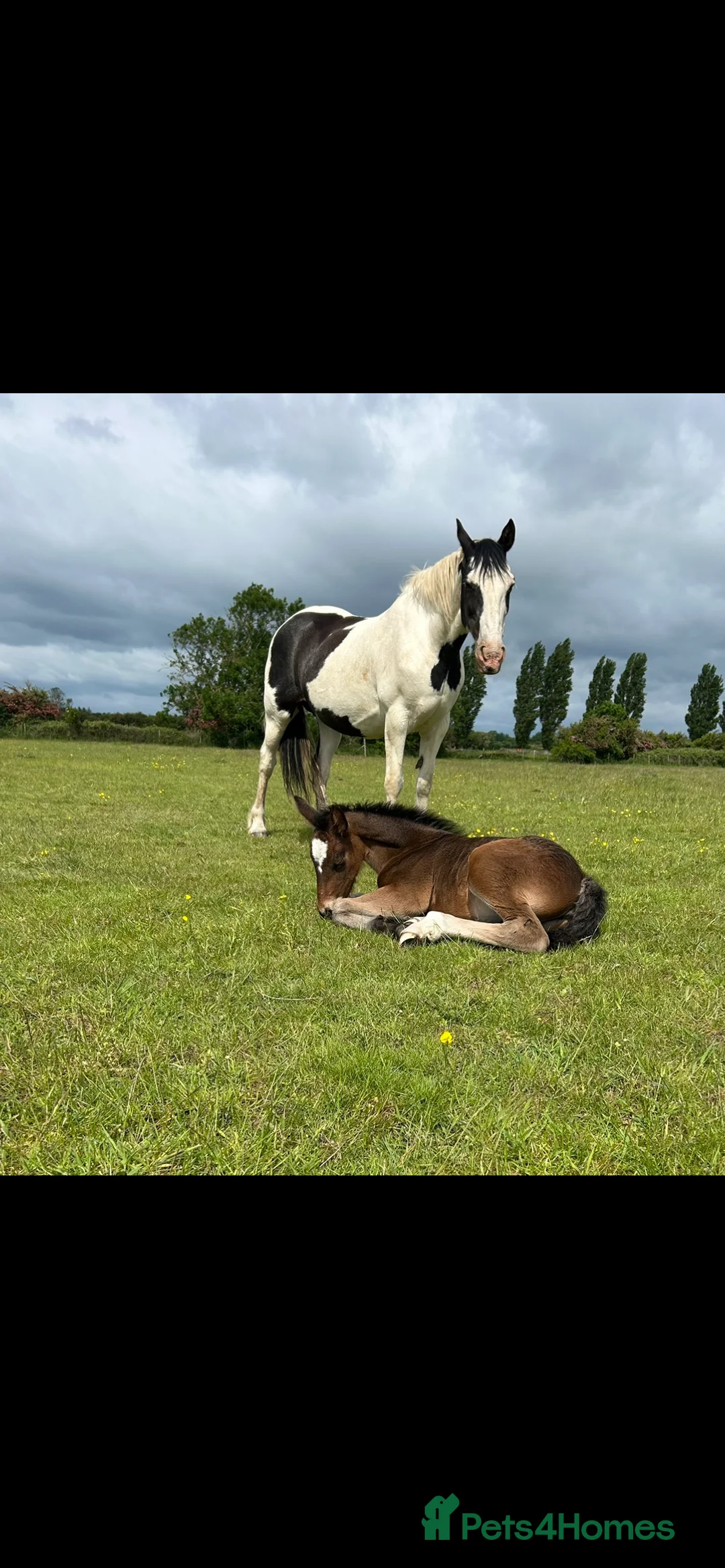 Friesian horses for sale: A Very Special Friesian x Irish Draught  - Advert 10
