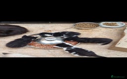 Mixed Breed cats for sale: 3 gorgeous black and white mixed kittens - Image 1
