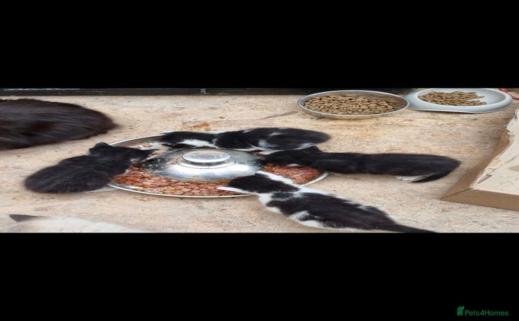 Mixed Breed cats for sale - Advert 1
