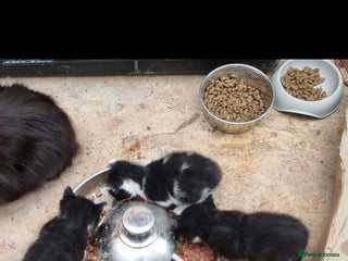 Mixed Breed cats - Advert 4