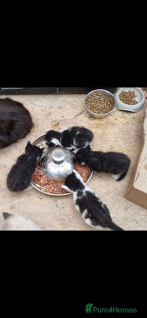 Mixed Breed cats - Advert 31