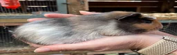 Guinea Pig rodents for sale: Baby guinea pigs  - Advert 2