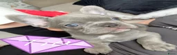 French Bulldog dogs for sale: Beautiful French Bulldog Puppies in Llanelli - Advert 5