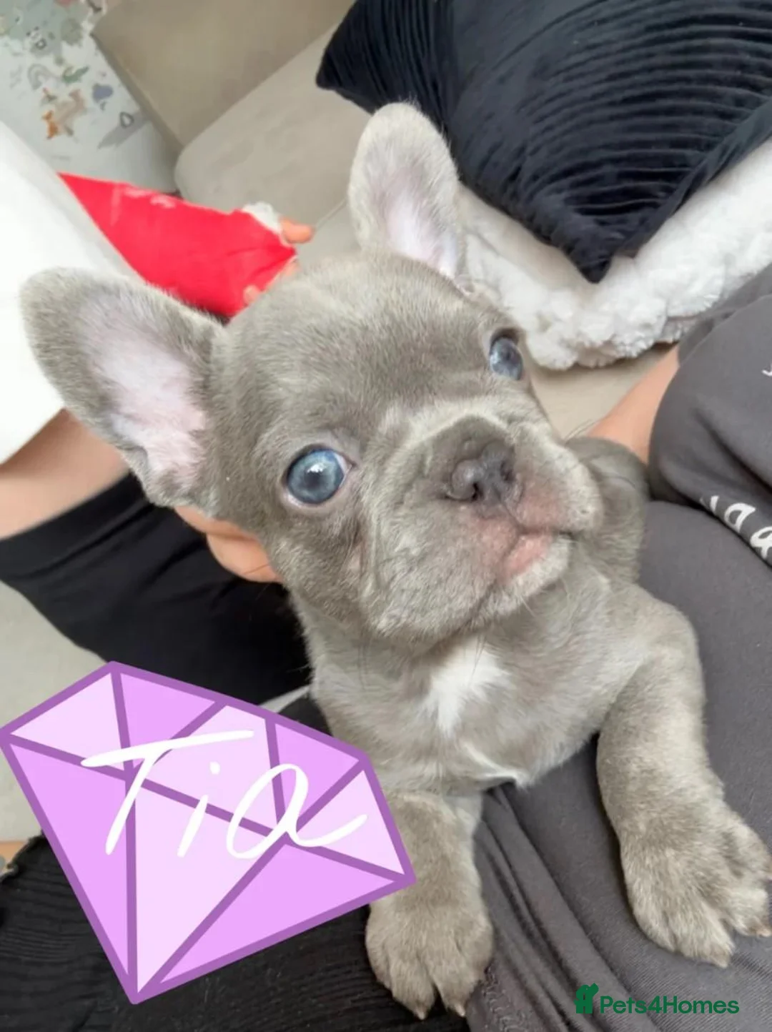 French Bulldog dogs for sale: Beautiful French Bulldog Puppies in Llanelli - Advert 5