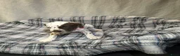 Dalmatian dogs for sale: Dalmatian puppies  in Okehampton - Advert 29