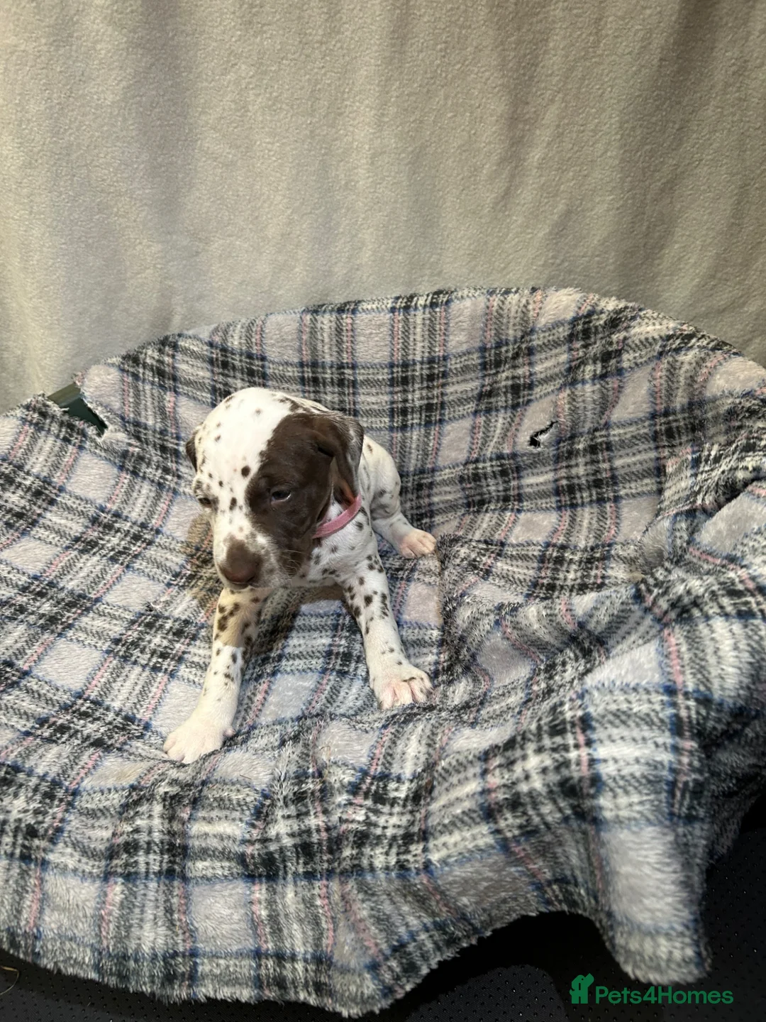 Dalmatian dogs for sale: Dalmatian puppies  in Okehampton - Advert 29