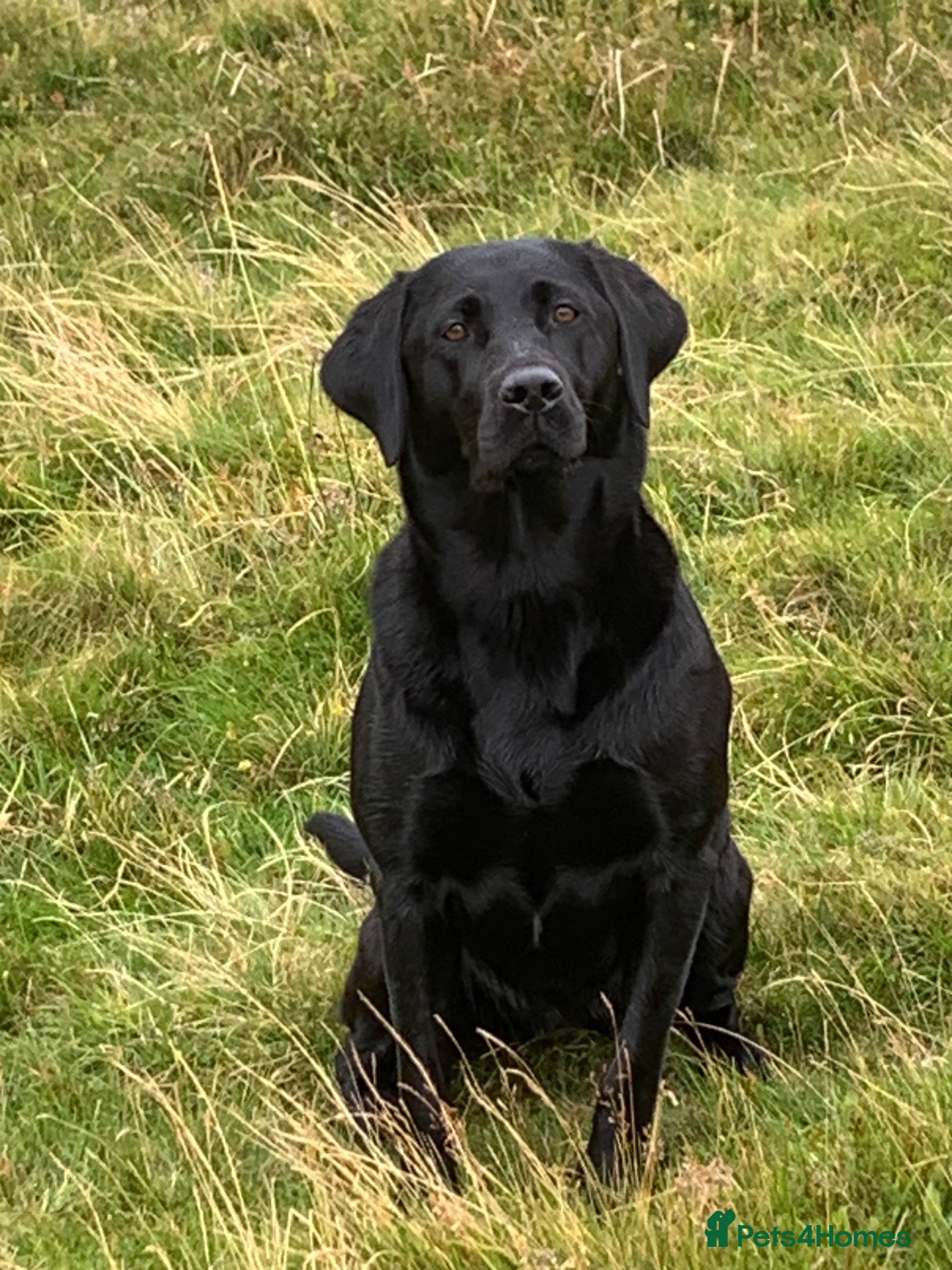 Labrador Retriever dogs KC Registered Labrador Pups - Advert 2