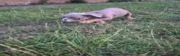 English Bulldog dogs for sale: Fully Vaccinated Ready To leave English Bulldog - Advert 5