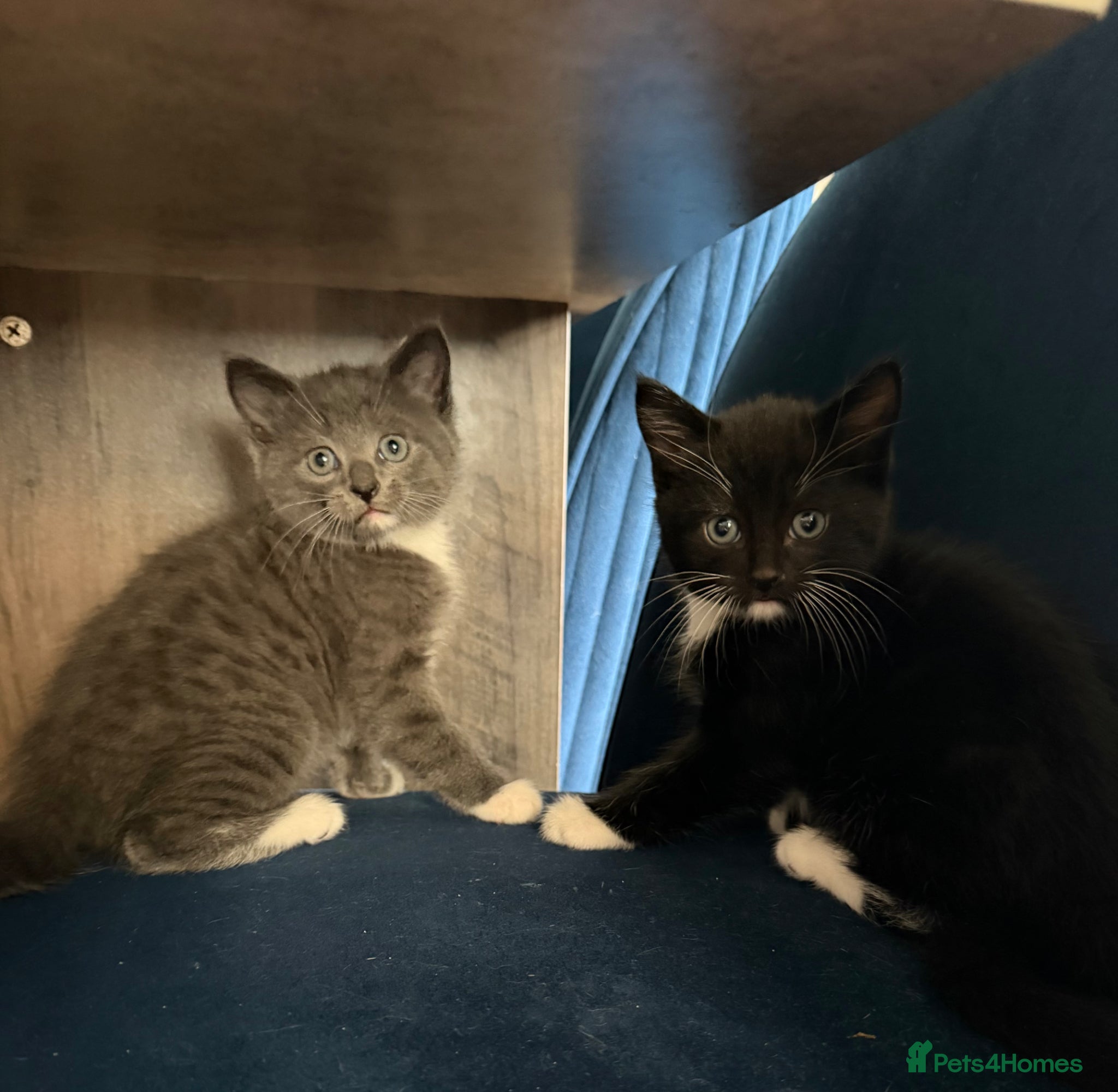 Mixed Breed cats Two male kittens available  - Advert 2