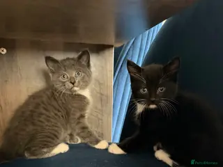 Mixed Breed cats Two male kittens available - Advert 5