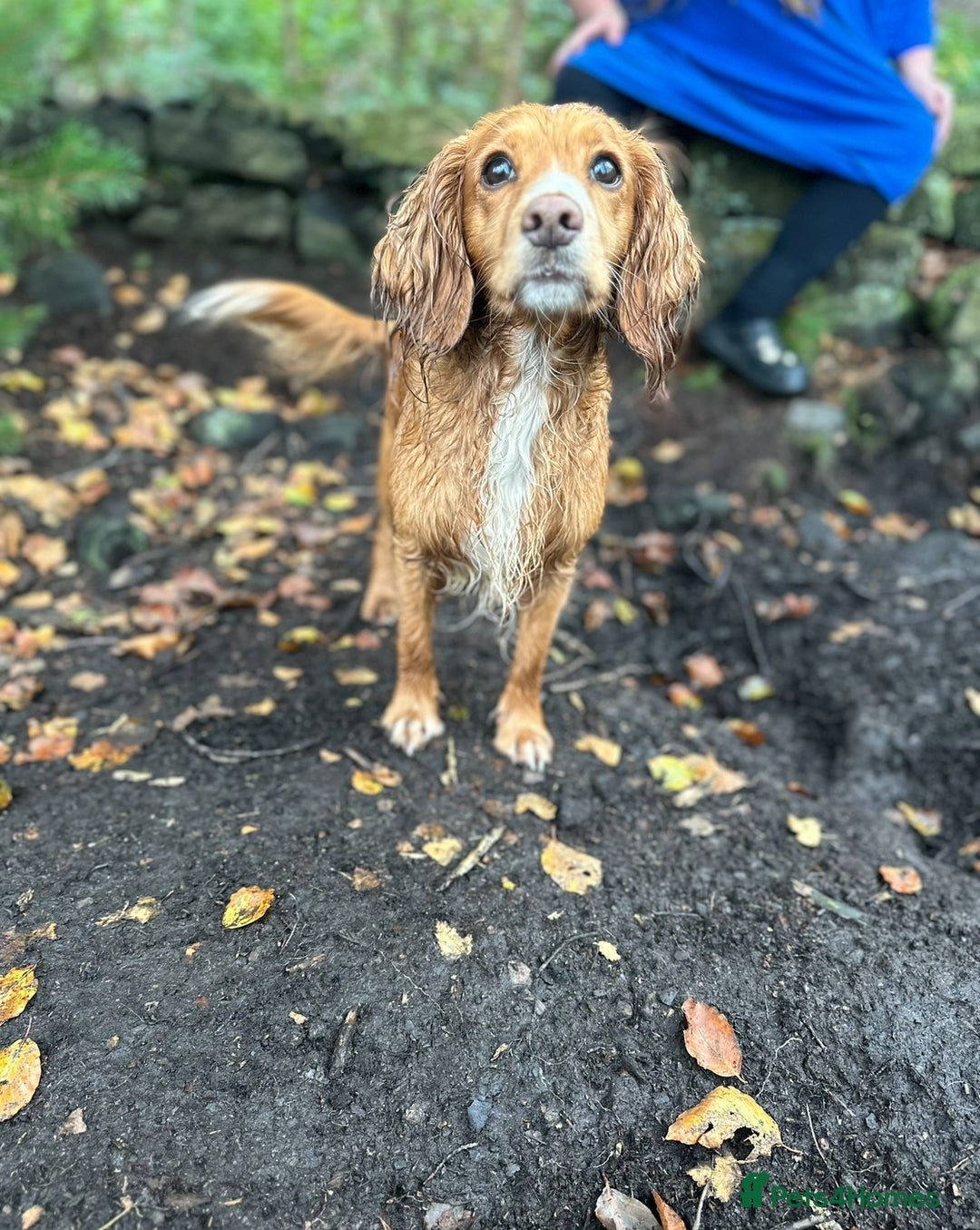 Cocker Spaniel dogs for sale: Working cocker spaniels  - Image 15