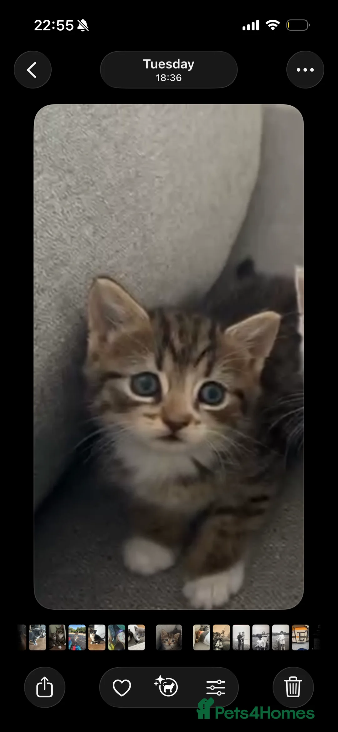 British Shorthair cats for sale: x2 kittens for sale - Advert 2