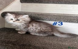 Scottish Fold cats for sale: Adorable Scottish Fold Kittens Ready for New Homes - Image 15