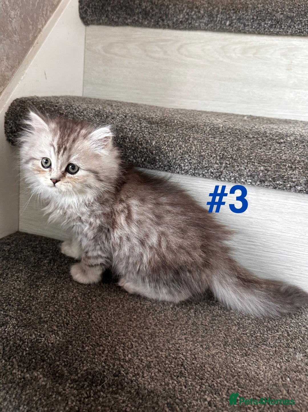 Scottish Fold cats for sale: Adorable Scottish Fold Kittens Ready for New Homes - Image 15