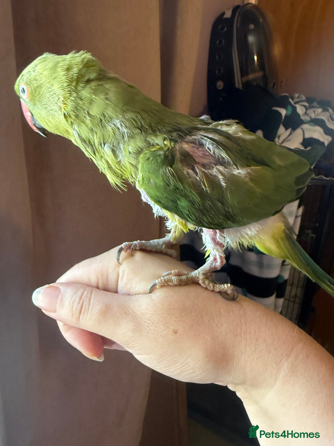 Ringnecks birds for sale: Tame ringneck  - Advert 2