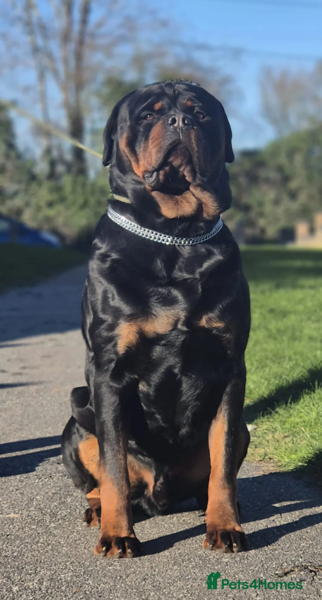 Rottweiler dogs for stud: HEALTH TESTED KC ROTTWEILER STUD 0/0 HIPS & ELBOWS - Advert 4