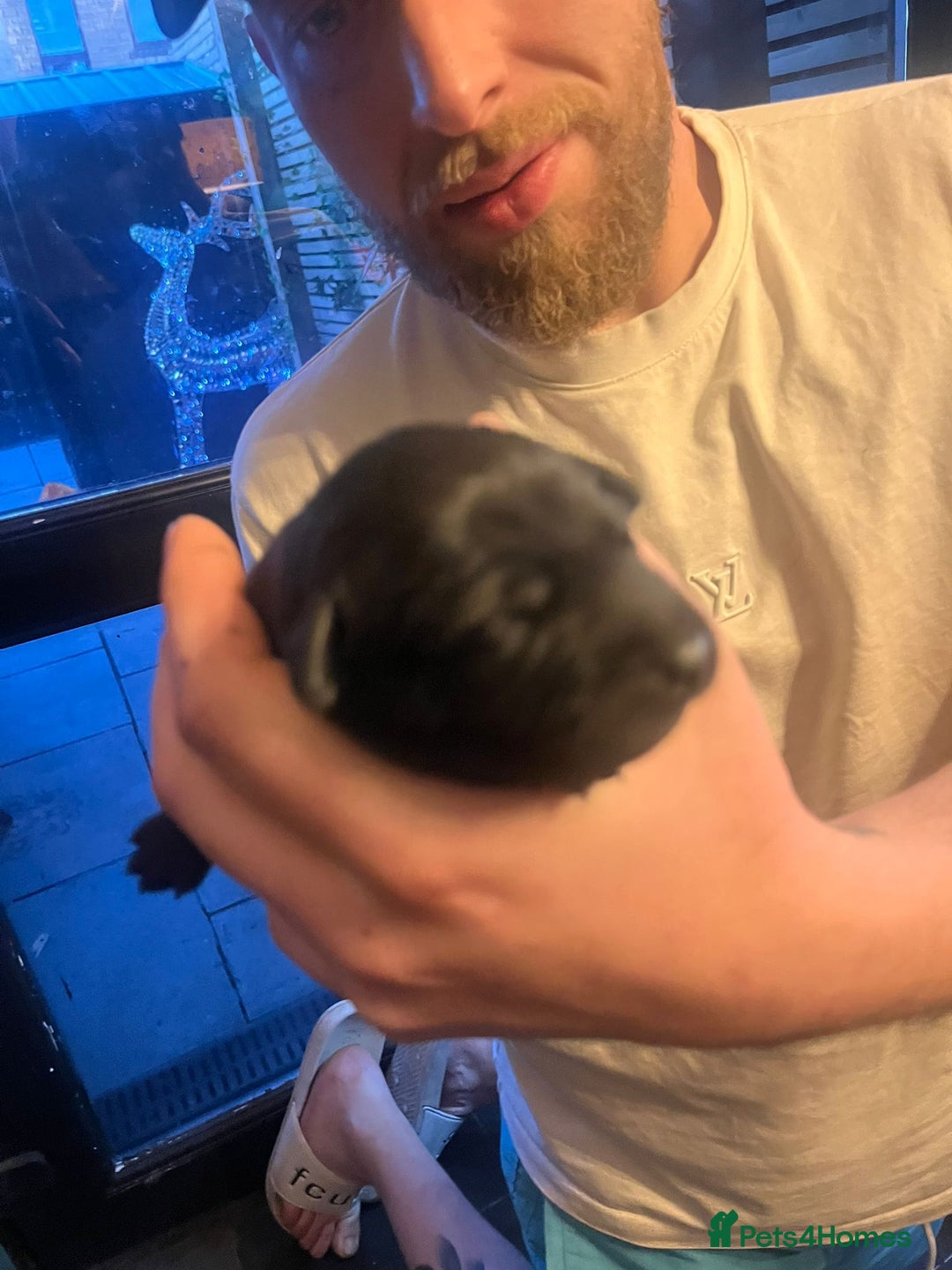 Mixed Breed dogs for sale: Blue staff x Black labrador puppies  - Advert 19