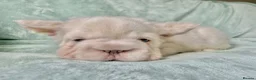 French Bulldog dogs for sale: Fluffy French Bulldog Puppies - Advert 15
