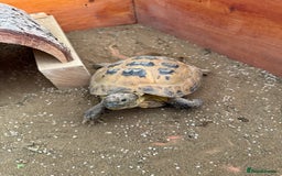 Tortoise reptiles for sale: Horsefield Tortoise and set up - Image 10