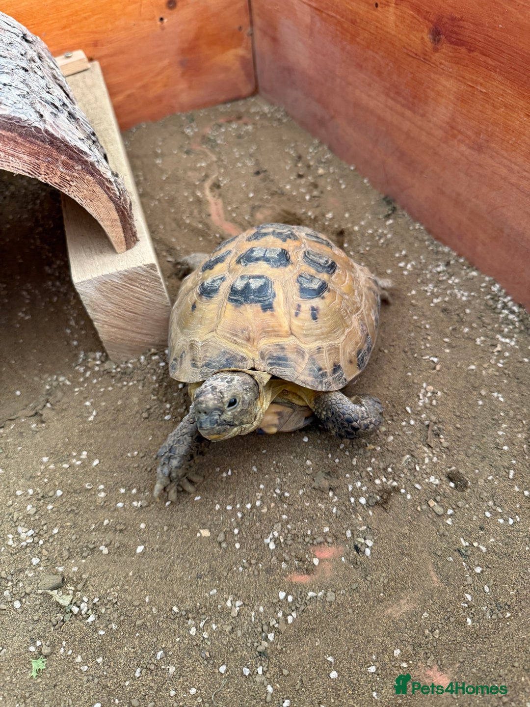 Tortoise reptiles for sale: Horsefield Tortoise and set up - Image 10
