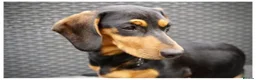 Dachshund dogs for sale: Female Dachshund  - Advert 2
