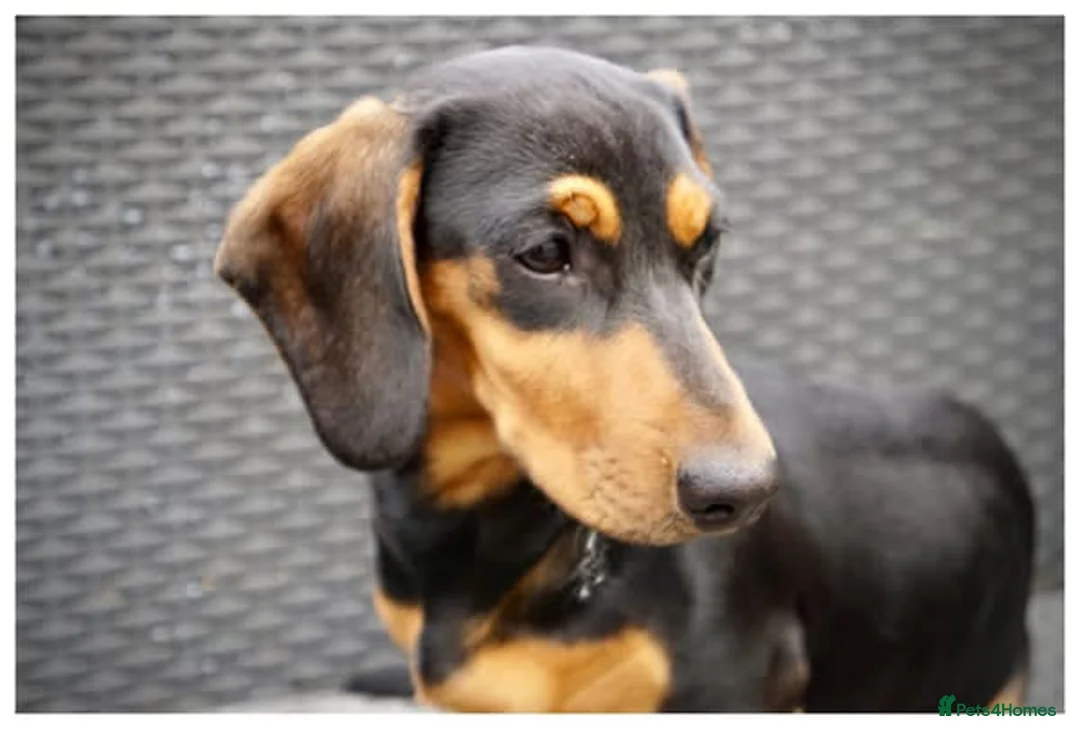 Dachshund dogs for sale: Female Dachshund  - Advert 2