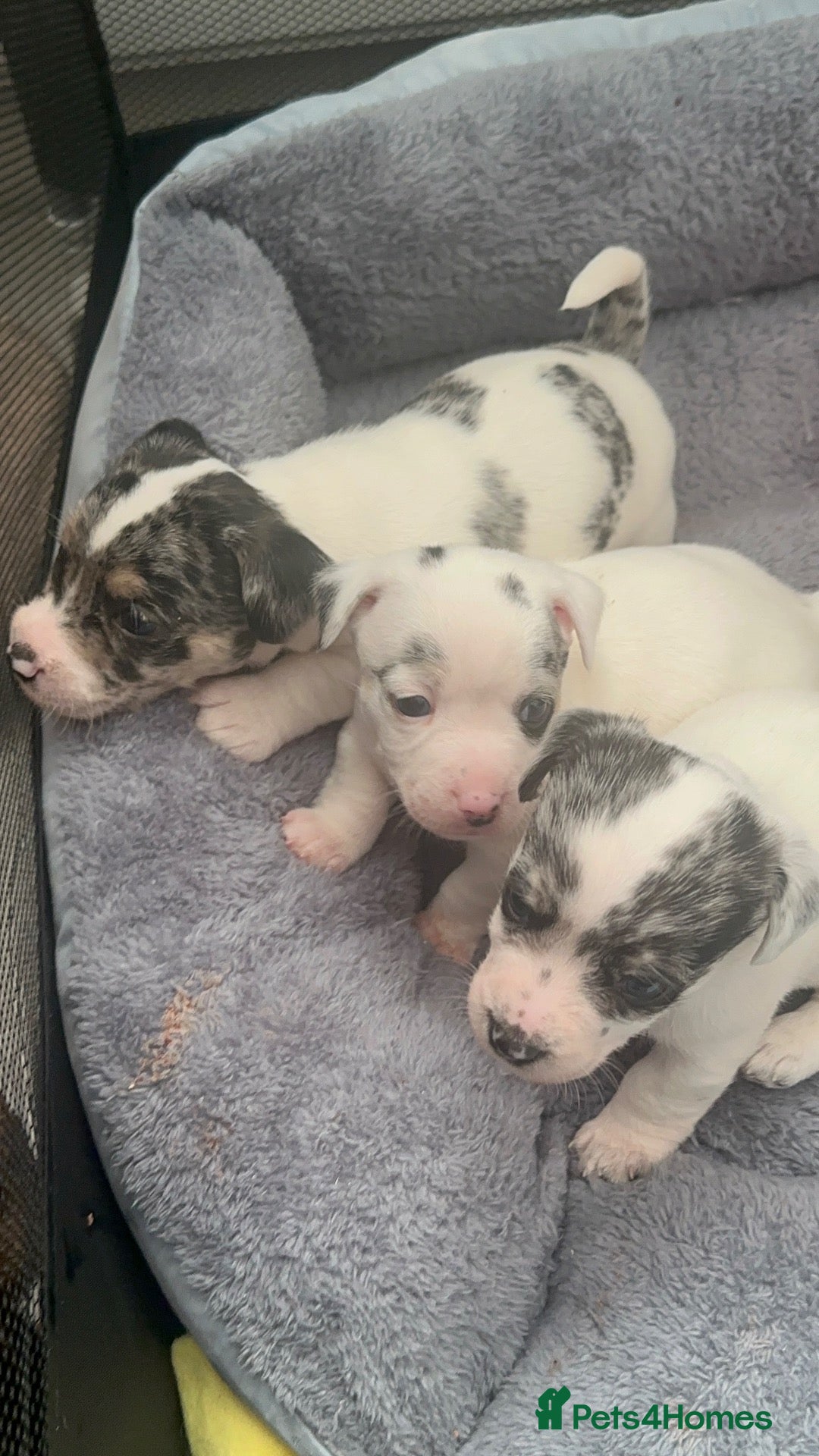 Mixed Breed dogs Mearl and speckled Sealyham terrier x pups  - Advert 4