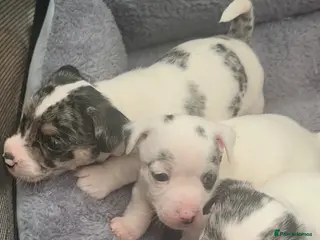 Mixed Breed dogs Mearl and speckled Sealyham terrier x pups - Advert 4
