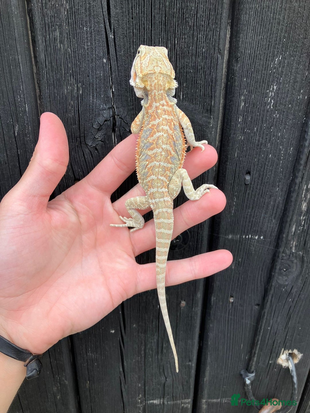 Bearded Dragon reptiles for sale: Bearded Dragons - stunning babies  - Image 7