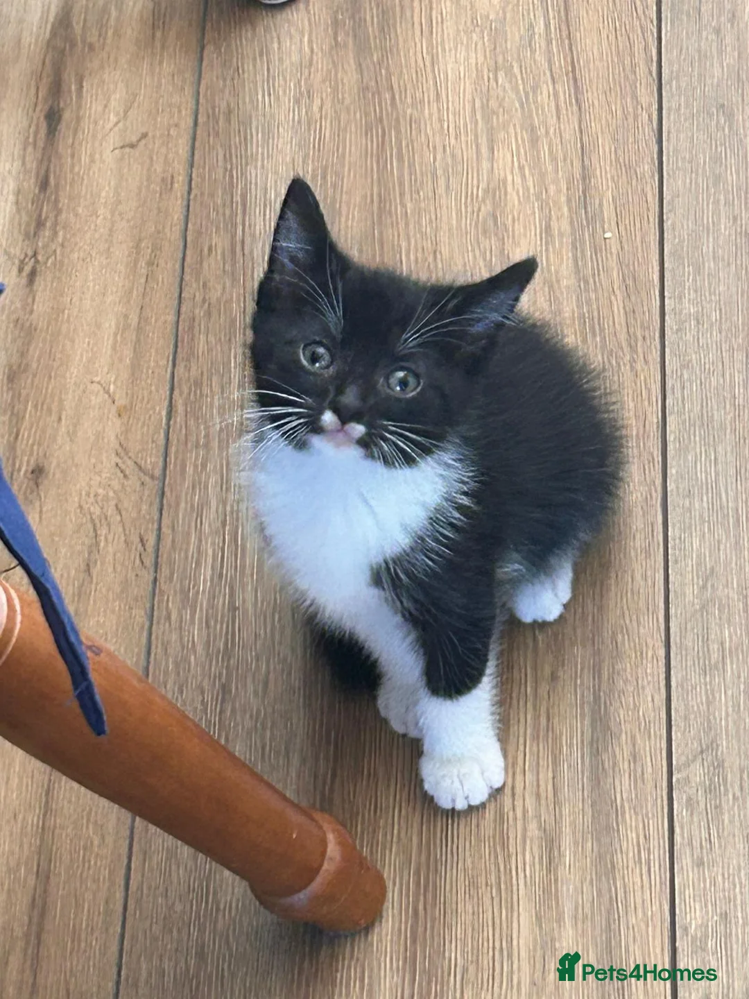 Ragdoll cats for sale: Ragdoll cross kittens  - Advert 2