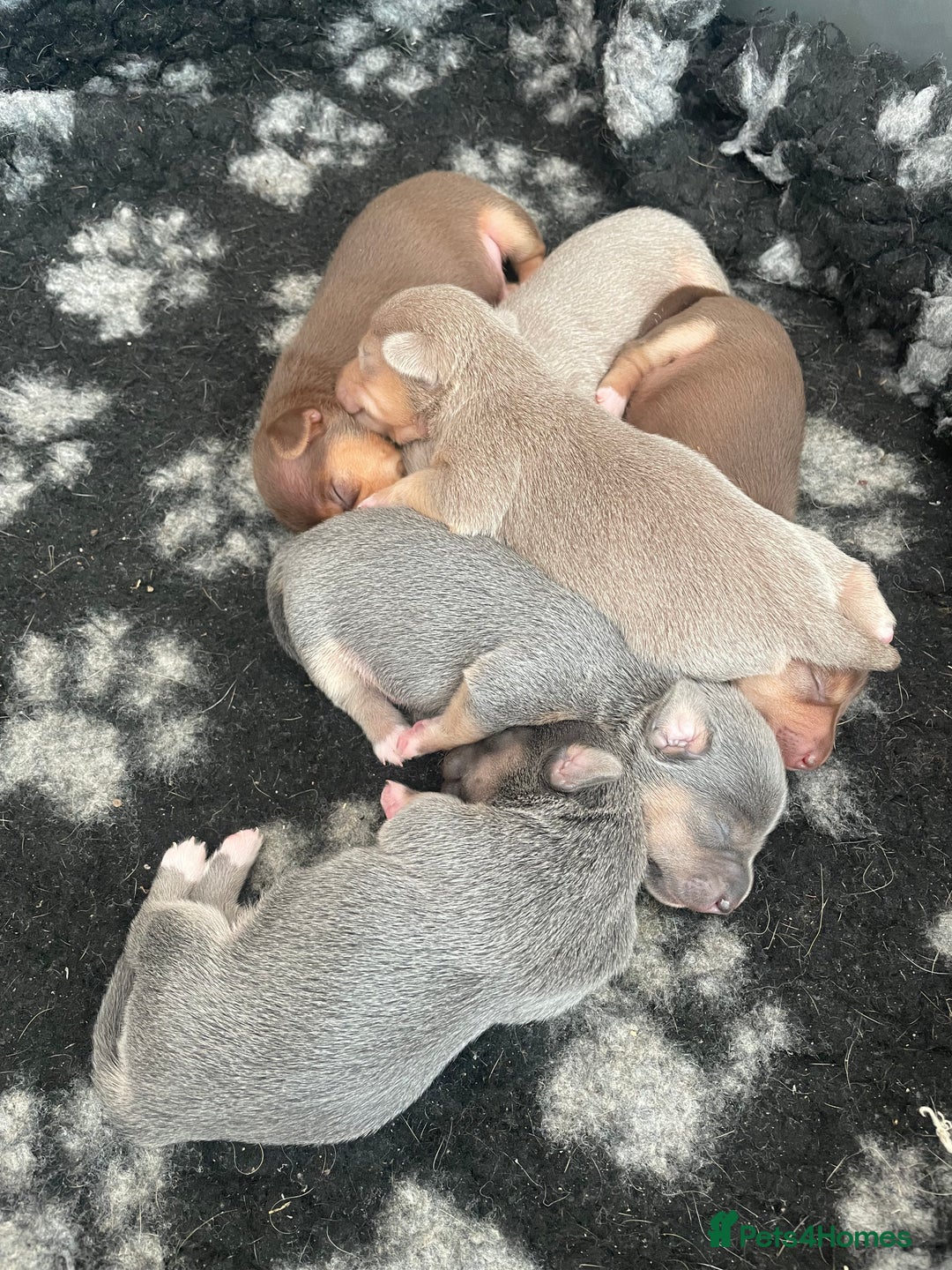 Jack Russell dogs for sale: 🐾 Miniature Jack Russell Puppies 🐾 - Image 6