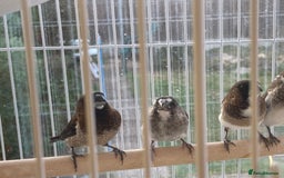 Finches birds for sale: Bengalese Finches - Image 2