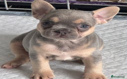 French Bulldog dogs for sale: Ready now! Last two boys! Blue eyed frenchies! - Image 4