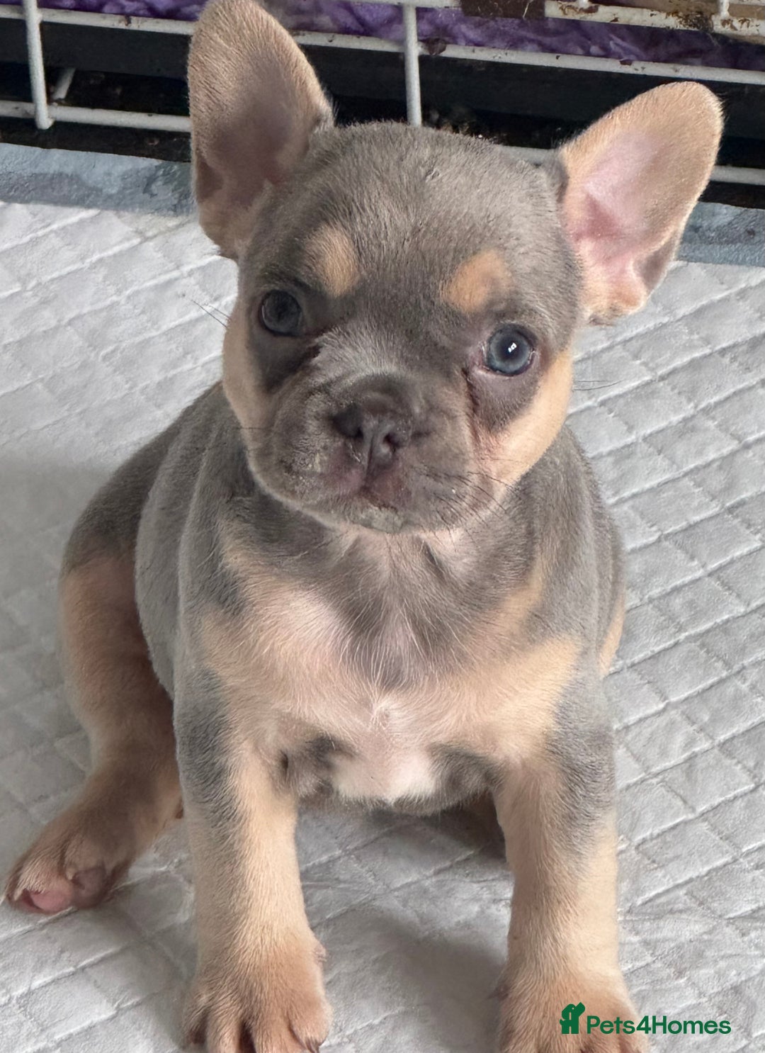 French Bulldog dogs for sale: Ready now! Last two boys! Blue eyed frenchies! - Image 4