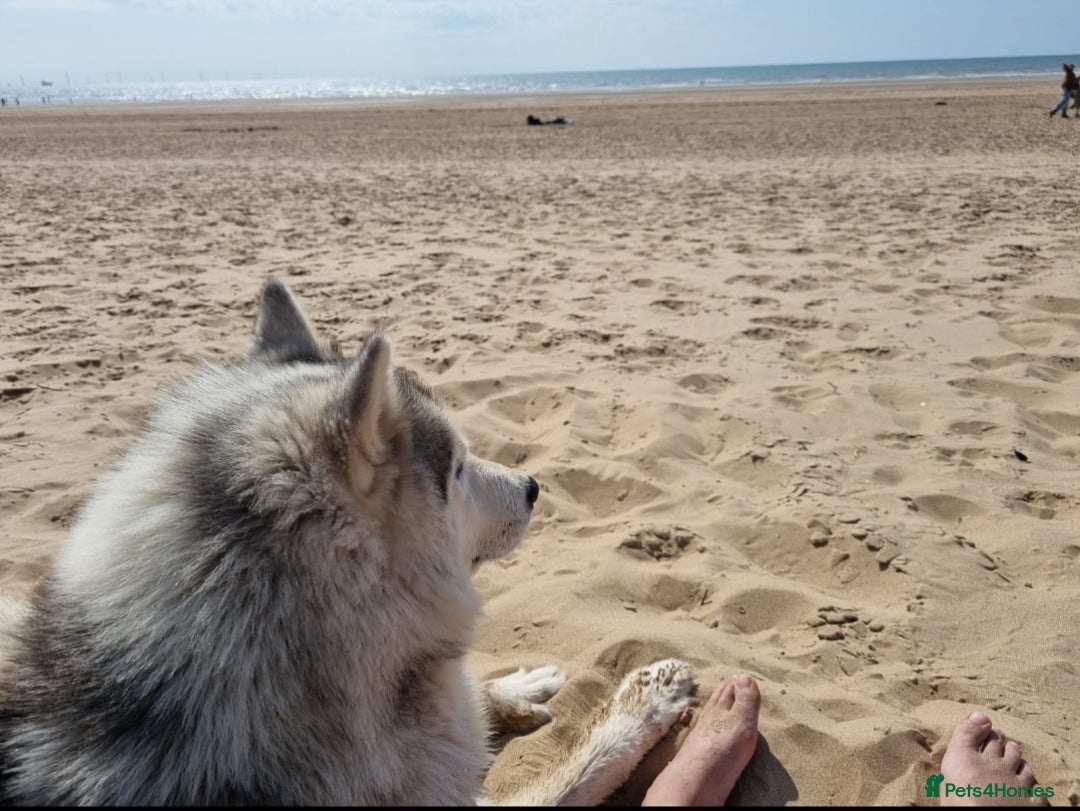 Utonagan dogs for sale: Wolf- Malamute/Husky For Sale - Image 5
