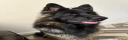 German Shepherd dogs for sale: Female German Shepard  in Preston - Advert 2