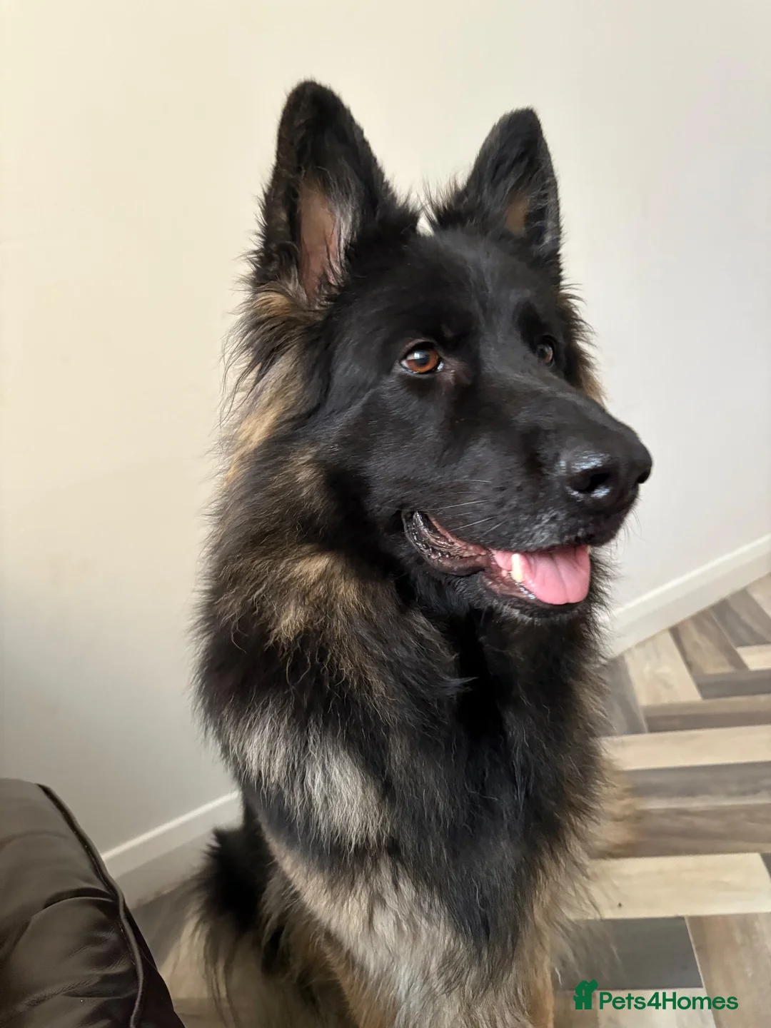 German Shepherd dogs for sale: Female German Shepard  in Preston - Advert 2