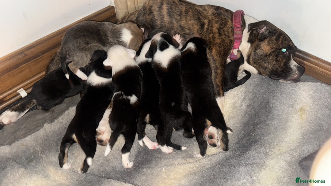 Mixed Breed dogs for sale: Pups for sale  - Advert 7