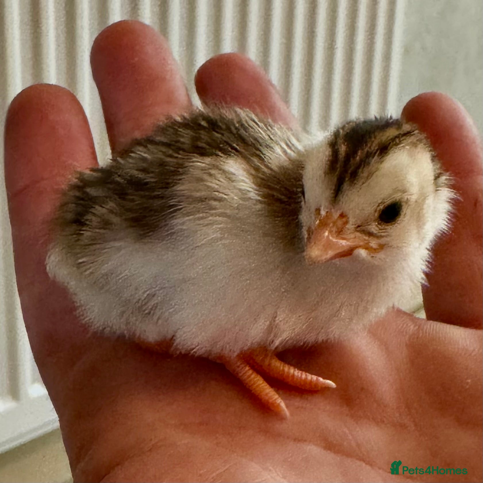 Guinea Fowl poultry Guinea Fowl Hatching Eggs - Advert 5