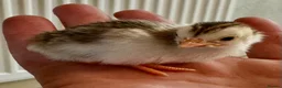 Guinea Fowl poultry for sale: Guinea Fowl Hatching Eggs in East Grinstead - Advert 1