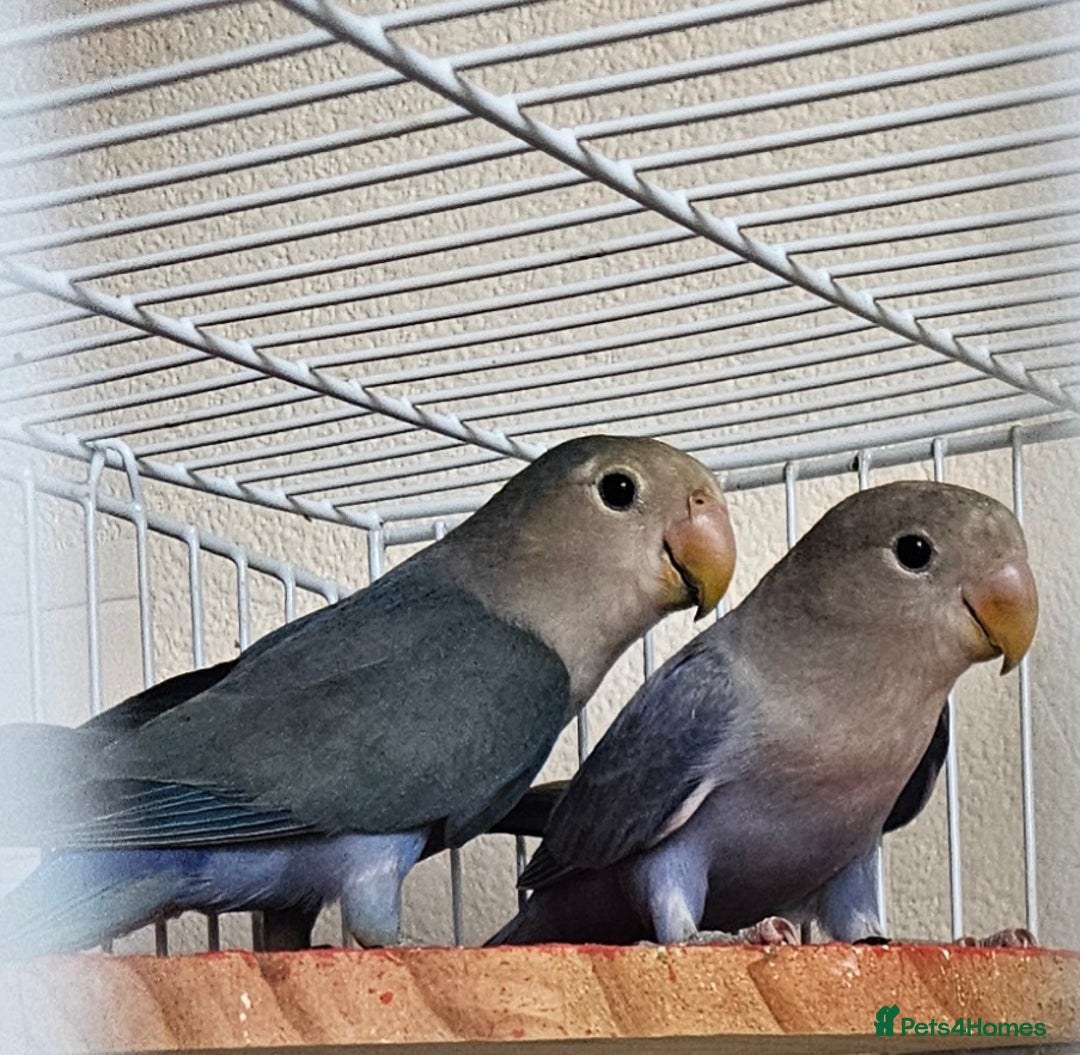 Lovebirds birds for sale: Fischer Lovebirds - Image 1